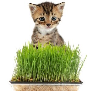 Graines d'herbe à chat Bio en disque pré-semé en sachet